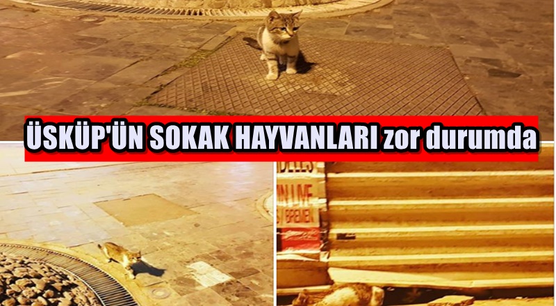 Doğa'nın gerçek sahipleri SAHİPSİZ