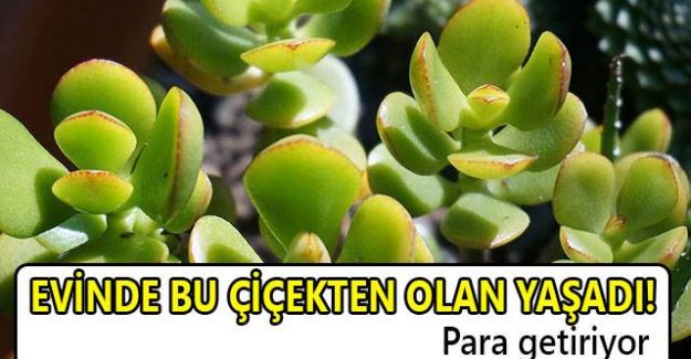 Evinde bu çiçekten olan yaşadı!