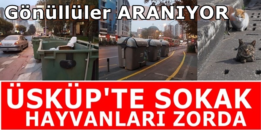 Üsküp'te sokak hayvanlarına sahip çıkacak gönüllüler aranıyor