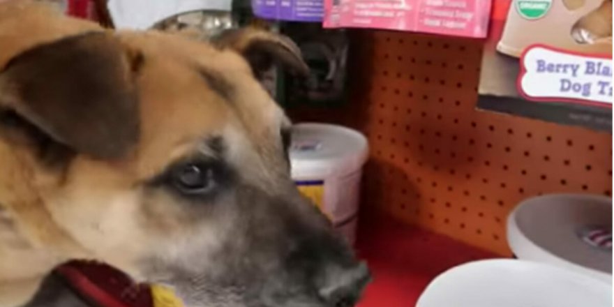 Aç Sokak Köpeğini markete götürdü Köpek neyi kokladıysa hepsini Satın Aldı gerçek ise..