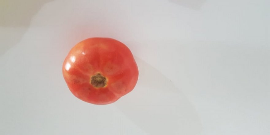 Domates çürüdüyse çöpe atılmamalı! Bakın ne faydası var