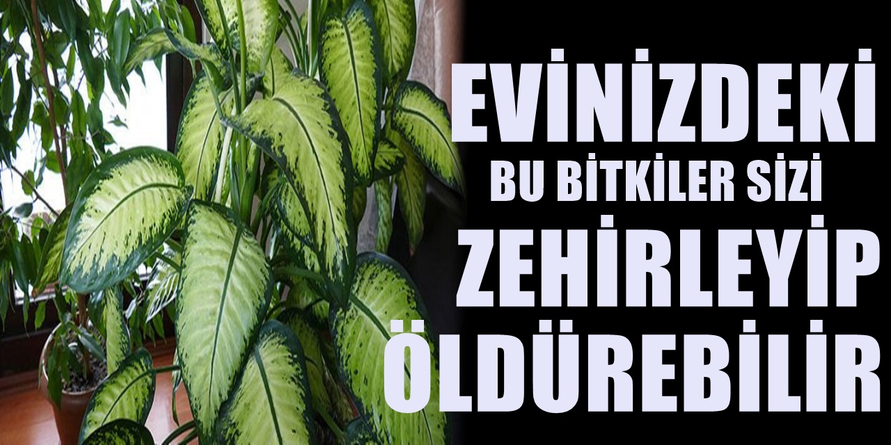 Uzmanların hayati uyarısı var! Evinizdeki bu bitkiler sizi zehirleyebilir! Evden uzak tutun
