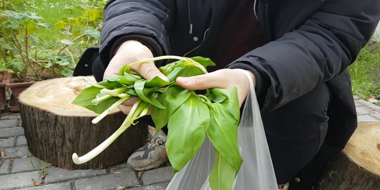 Yabani Sarımsak Nelere Faydalıdır?