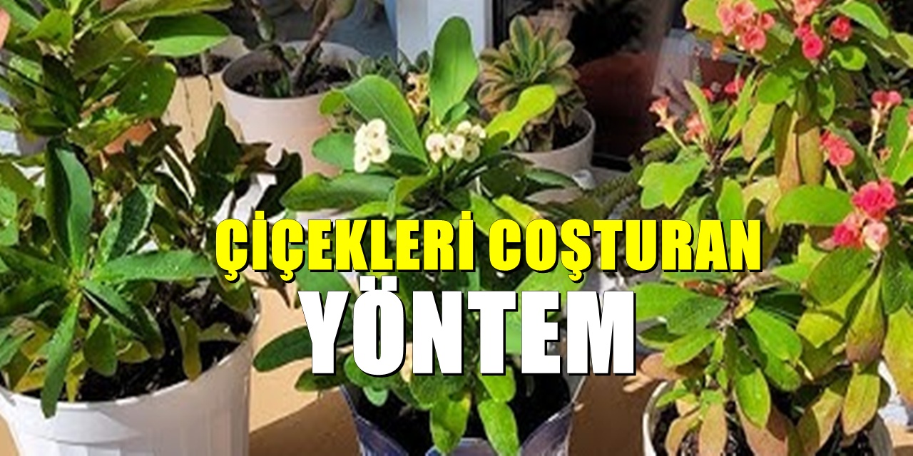Çiçekleriniz solmasın! Yumurta kabuğu yöntemiyle canlandırın