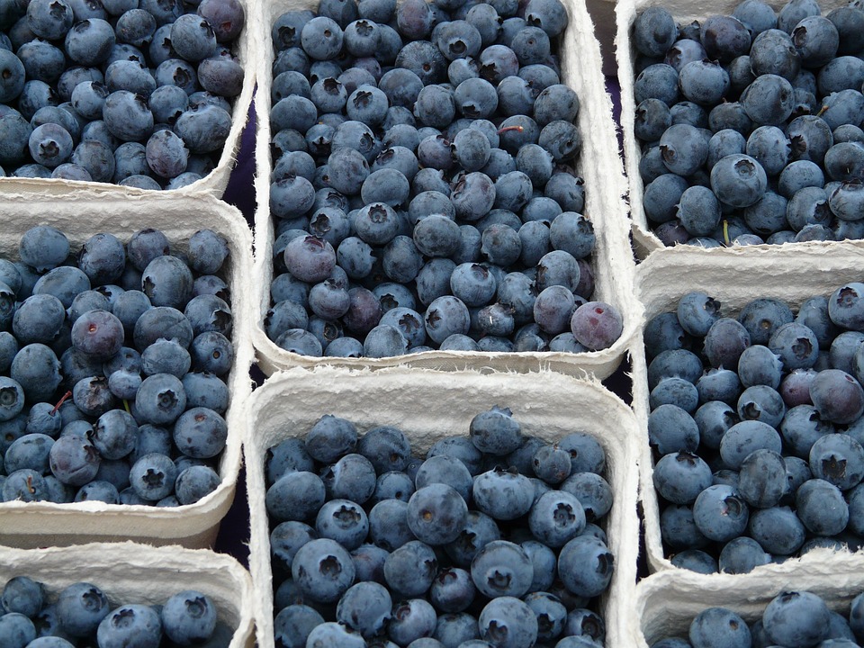 blueberry-61510-960-720.jpg