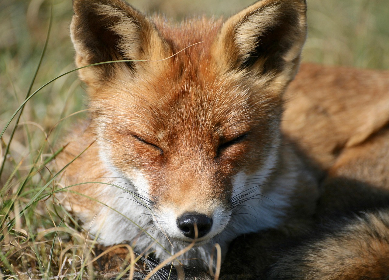 red-fox-4502730-1280.jpg